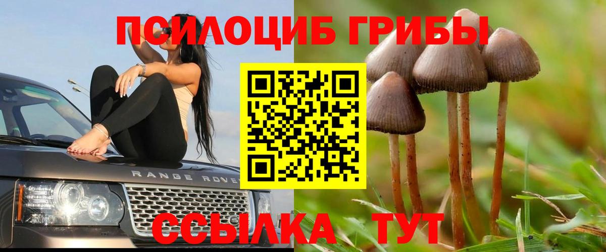 Псилоцибиновые грибы Cubensis Нягань